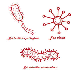 Probiotiques naturels & immunité