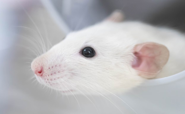 souris axéniques