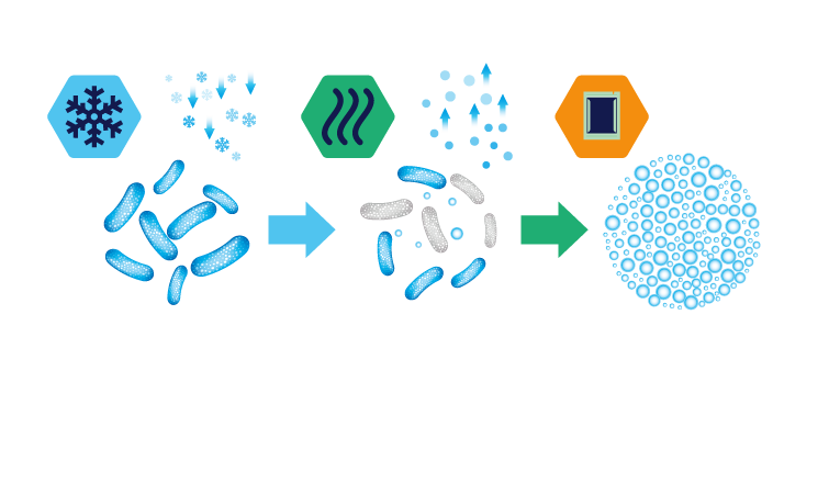 Le procédé de lyophilisation garanti une efficacité optimale de nos compléments alimentaires probiotiques