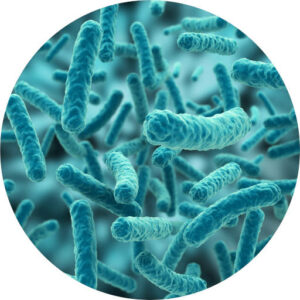 image en microscopie électronique de lactobacillus salivarius CNCM I-4866
